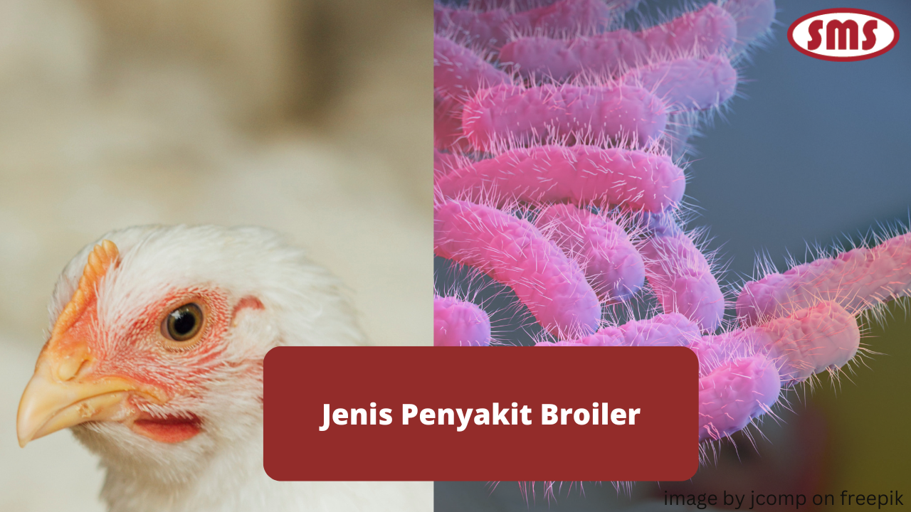 2 Jenis Penyakit Pada Ayam Broiler